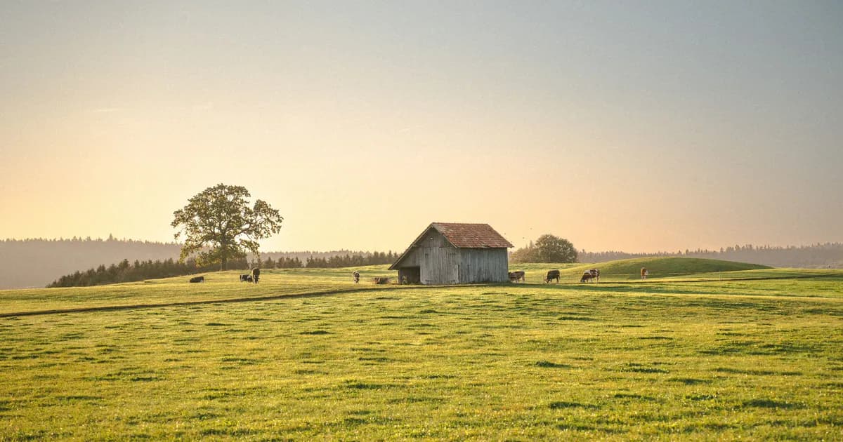 Peaceful rural landscape featuring cattle grazing near a solitary wooden shed at sunset