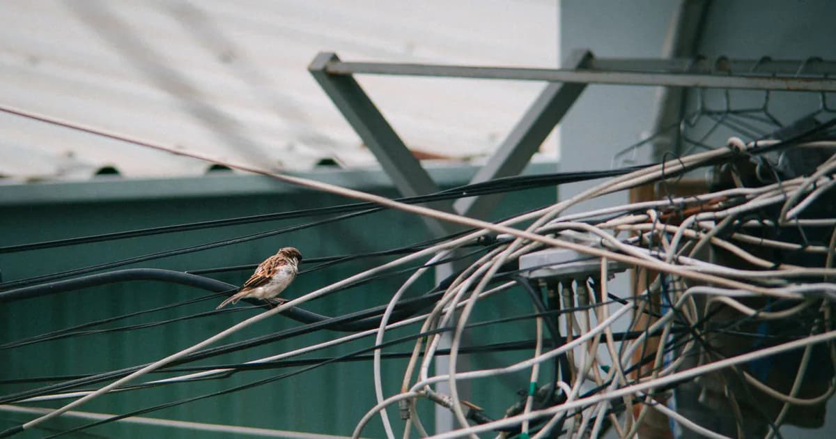 A sparrow perched on a tangle of electrical wires